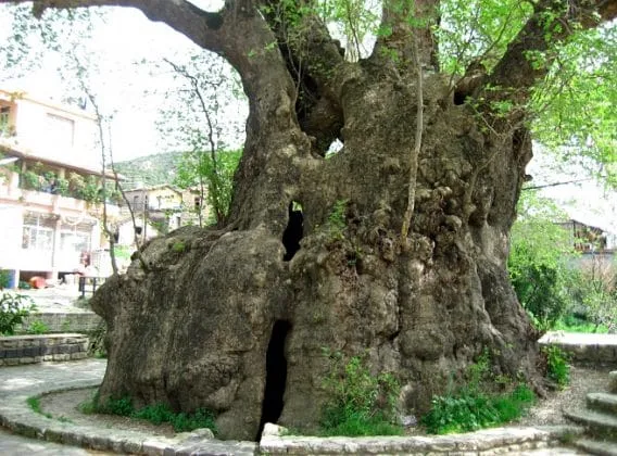 شجرة الهيدربي موسى