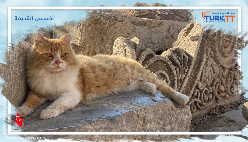 You are currently viewing أفسس القديمة: من الآثار الرومانية وحراس القطط