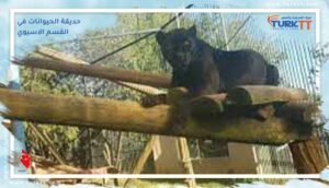 Read more about the article حديقة الحيوانات في القسم الاسيوي: تجربة ممتعة لجميع أفراد العائلة