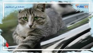 Read more about the article كل ما تحتاج لمعرفته حول القطط في اسطنبول