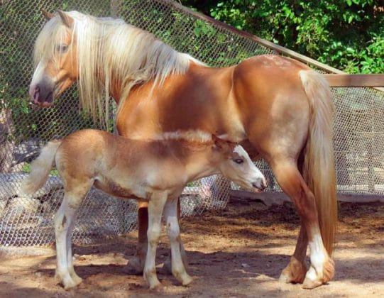 خيول حديقة حيوان أنطاليا