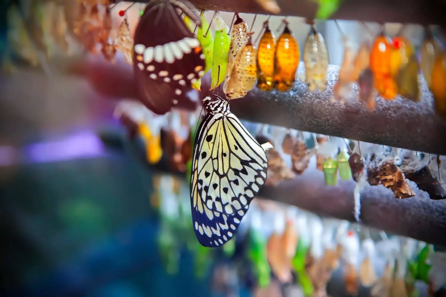 حديقة الفراشات في اسطنبول