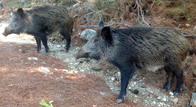 الخنازير البرية في ديليك بارك